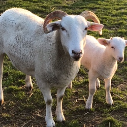 Wiltshire Horn Mutterschaf mit einem Lamm aus 2020