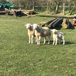 Wiltshire Horn Mutterschaf mit einem Lamm aus 2019 und einem aus 2020