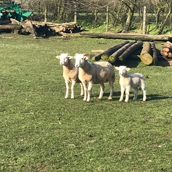 Wiltshire Horn Mutterschaf mit einem Lamm aus 2019 und einem aus 2020