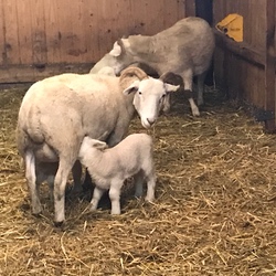 Wiltshire Horn Mutterschaf mit Lamm aus 2020 welches am Euter saugt