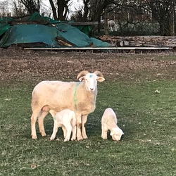 Zwei Wiltshire Horn Lämmer aus 2019 mit Mutterschaf