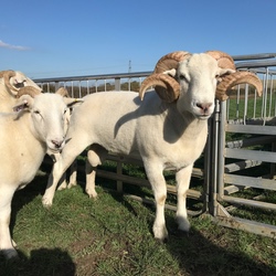 Großer Wiltshire Horn Schafbock mit Hörnern