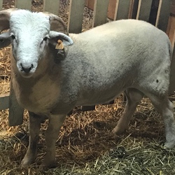 Junger Wiltshire Horn Bock von der Seite mit kleinen Hörnern