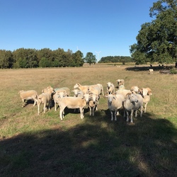 Wiltshire Horn Schafherde 