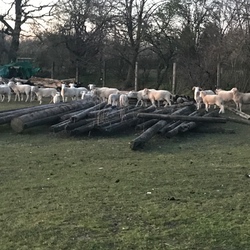 Große Wiltshire Horn Schafherde auf Pfählen