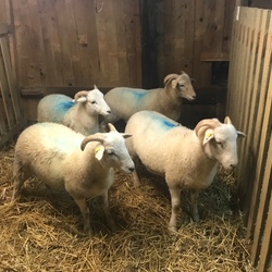 Vier Wiltshire Horn Schafe aus 2019 im Alter von 5 Monaten